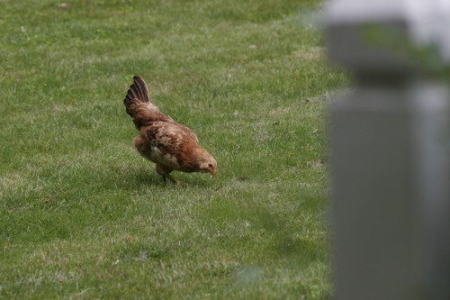 Chickens foraging in a garden