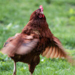 Chicken inside a farm