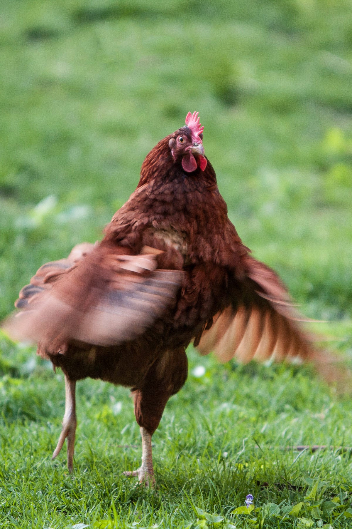 Chicken inside a farm