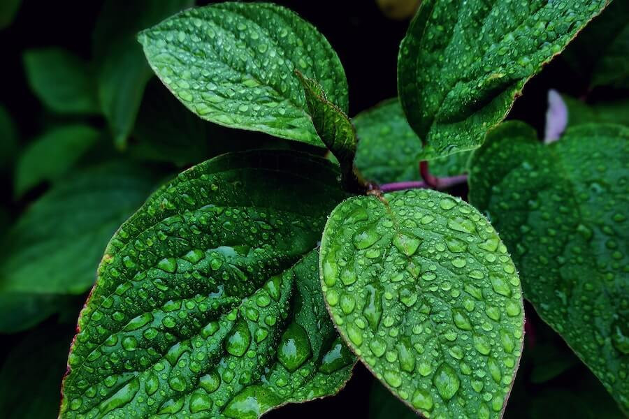 green mint fly repellent plant