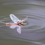 Mayfly