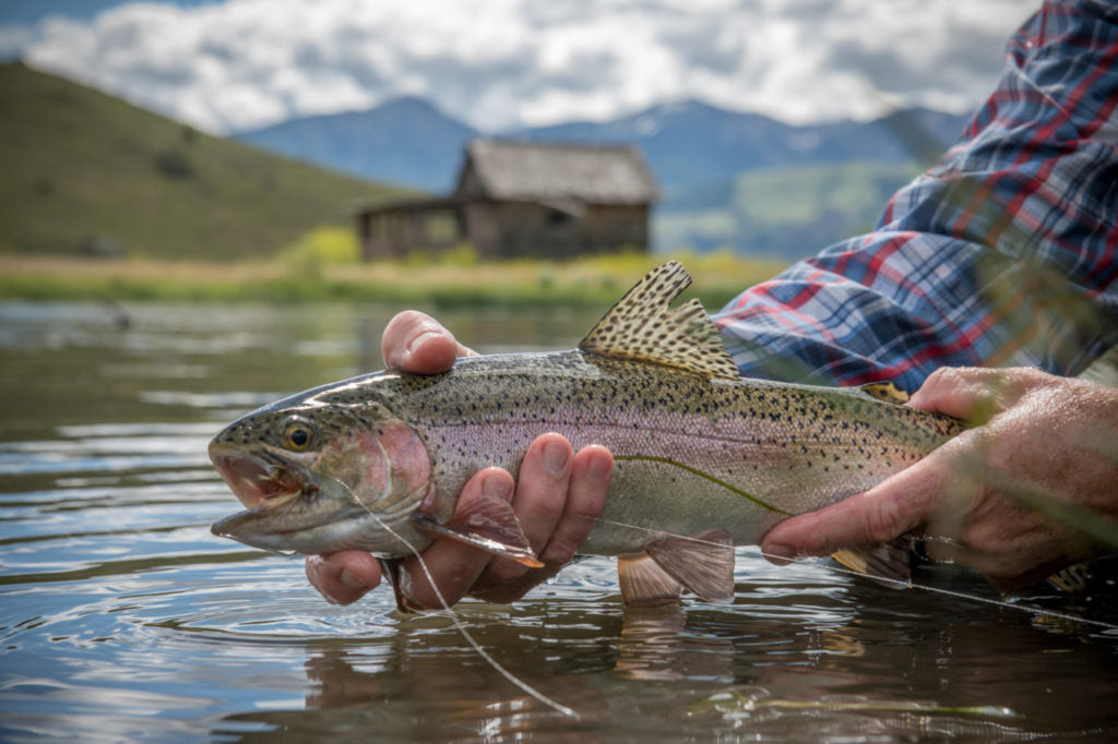 Fly fishing fly on fly fishing line