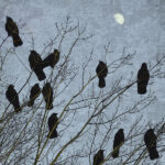 Ravens flying together