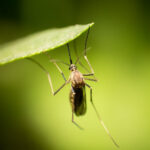 Fly Larvae Crawling