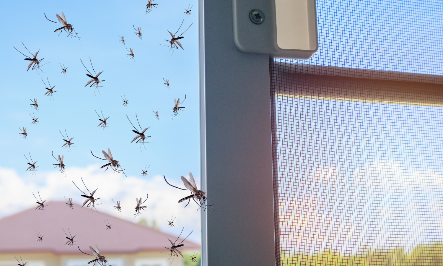 Mosquitoes outside a window