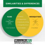 Mosquito and Fly Similarities
