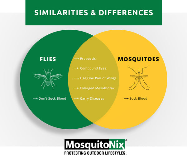 Mosquito and Fly Similarities