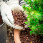 Mulching potted plants is an effective way to keep sweat flies away