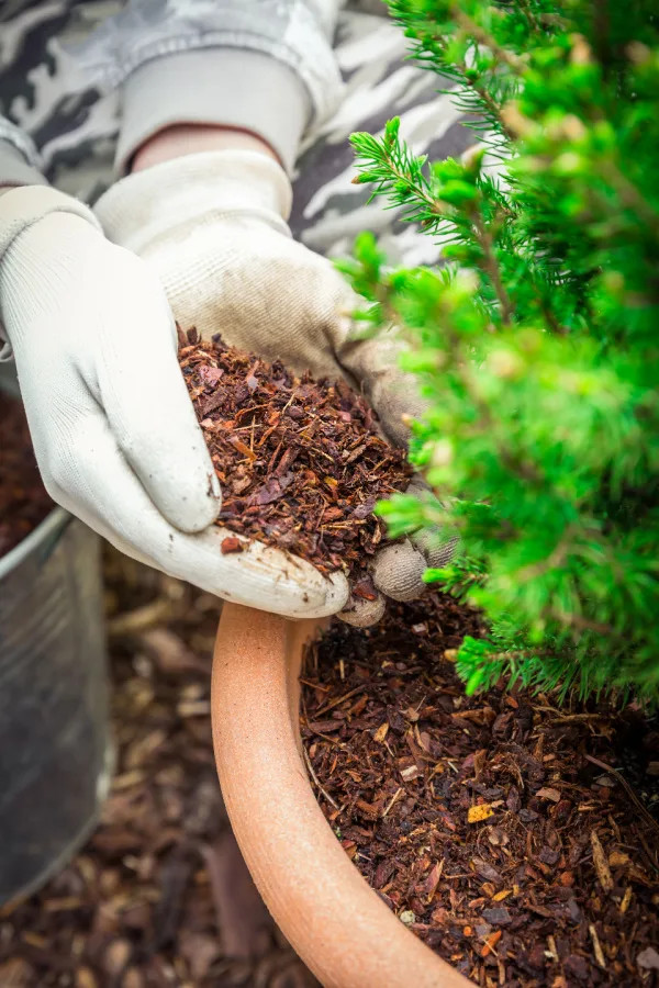 Mulching potted plants is an effective way to keep sweat flies away