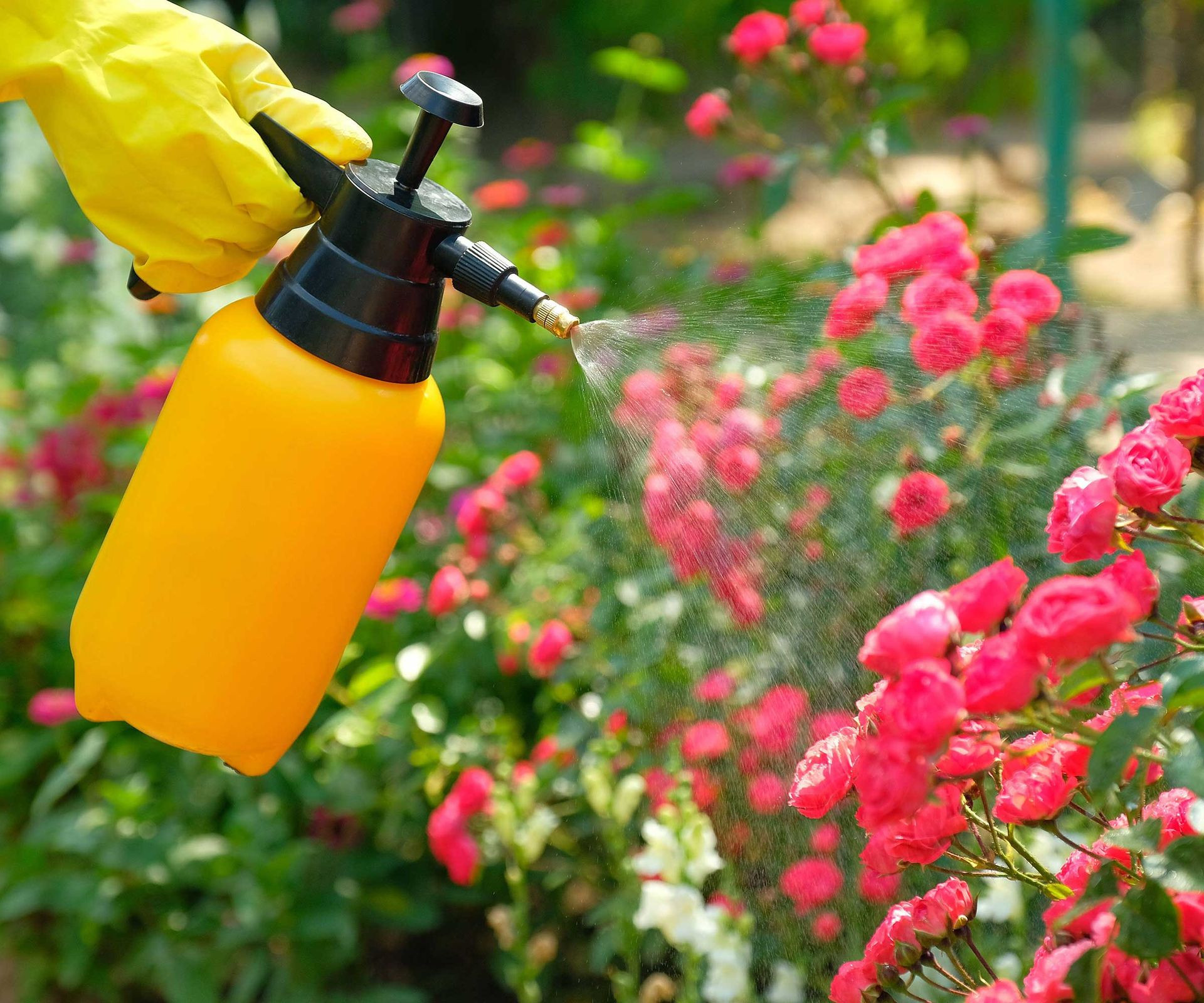 Professional pest control exterminating flying ants