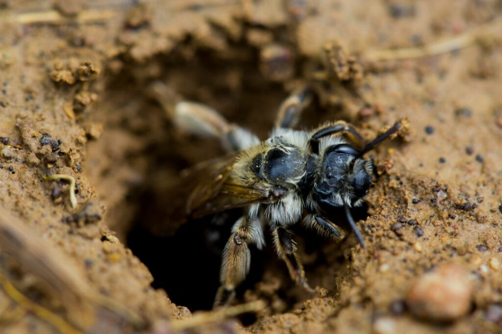 Nesting Bee