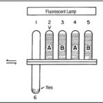 Fruit fly Drosophila melanogaster