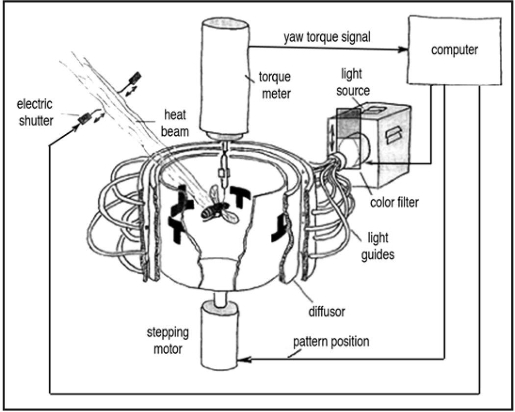 The flight simulator