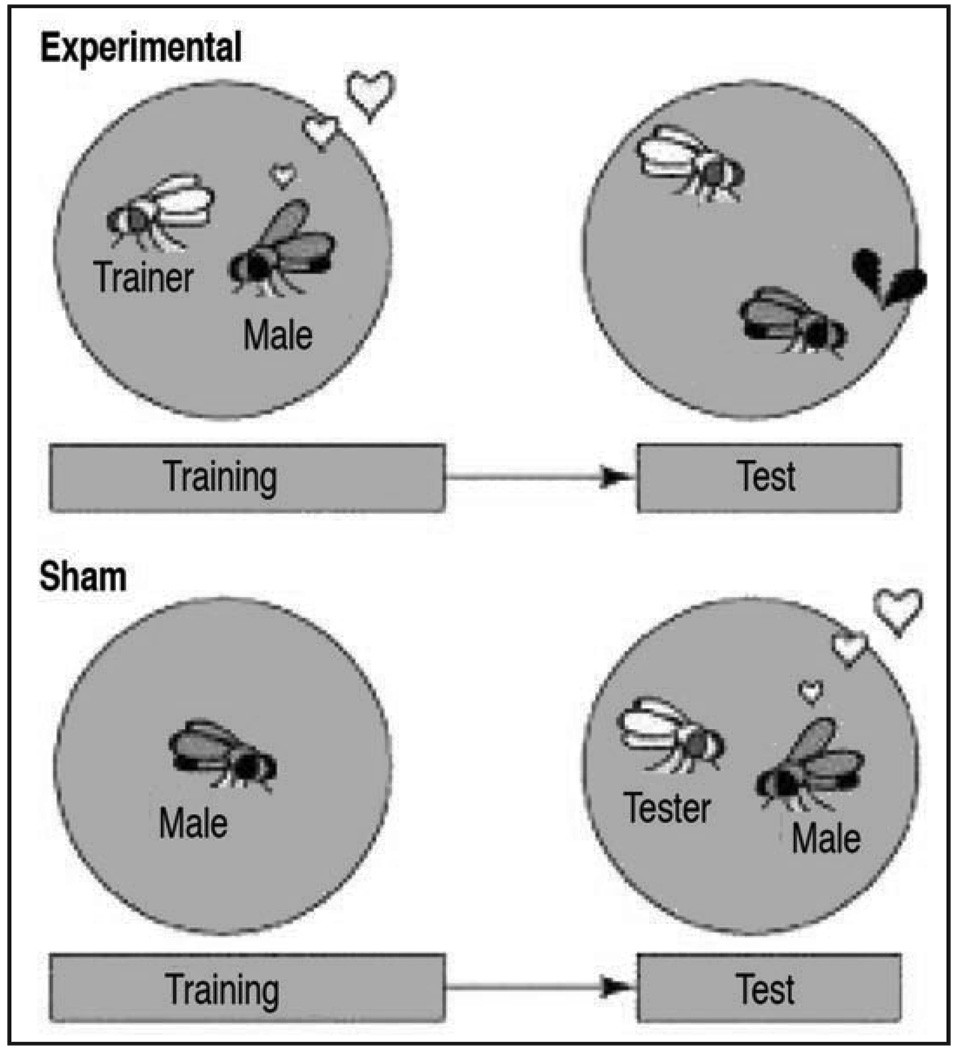 Courtship conditioning