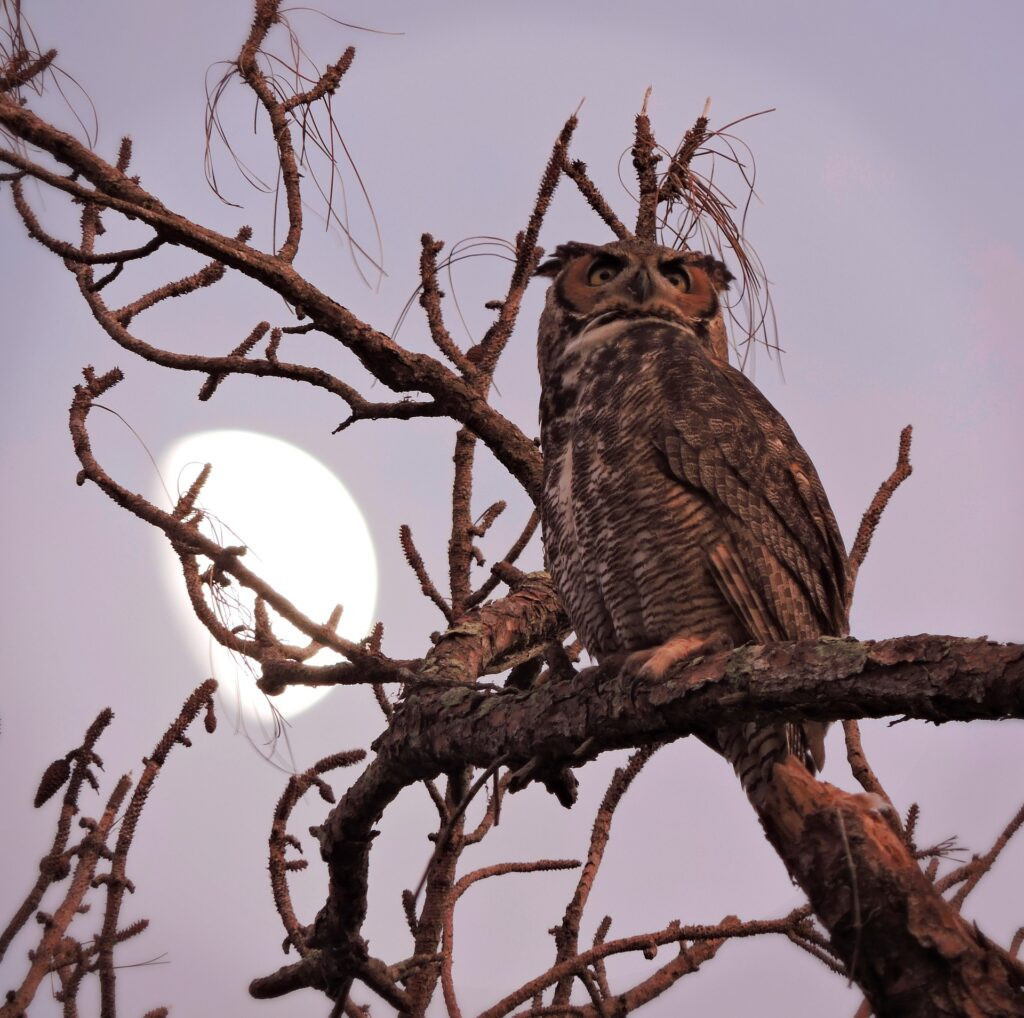 A Great Horned Owl illuminated by moonlight, embodying its nocturnal hunting habits.