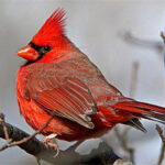 northern cardinal