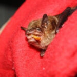 Big Brown bat perched on a window screen
