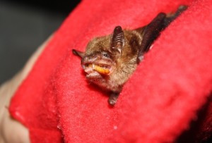 Big Brown bat perched on a window screen