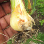 Onion Fly Damage to Garlic