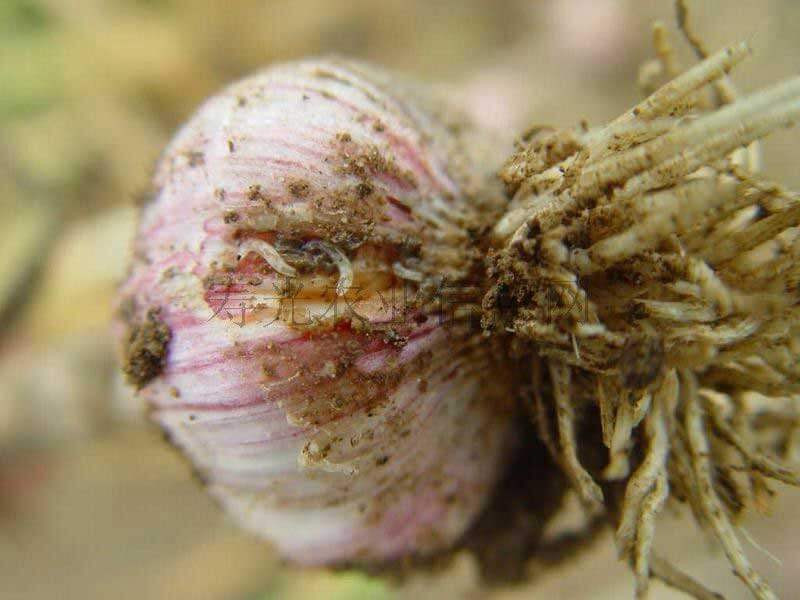 Onion Fly Larvae on Garlic