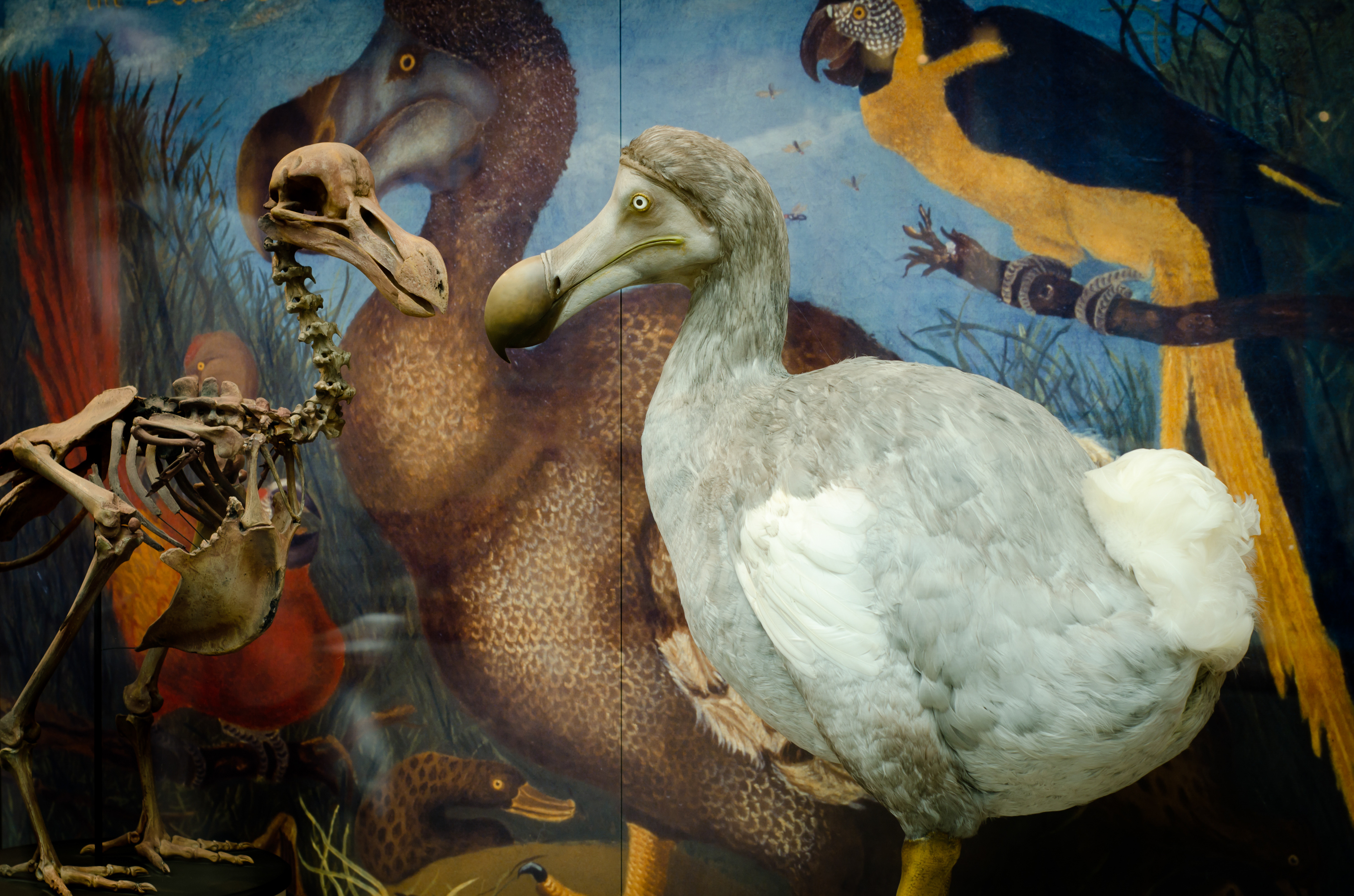 Museum specimens. © Oxford University Museum of Natural History