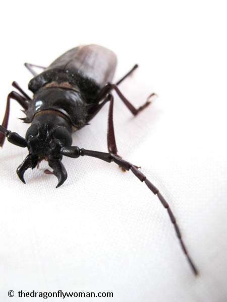 Palo Verde Beetle Antenna