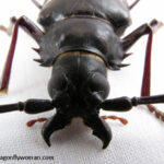 Palo verde beetle jaws