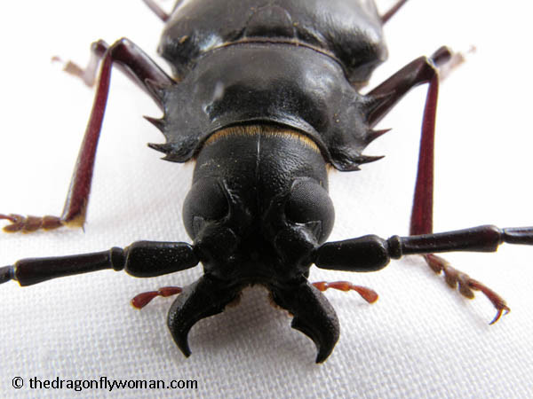 Palo Verde Beetle Jaws