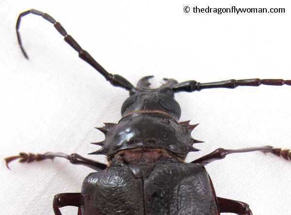 Palo Verde Beetle Thorax