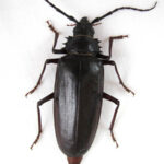 Palo Verde Beetle Top View