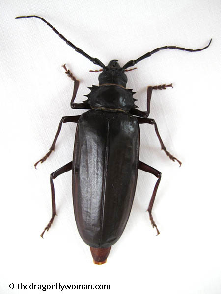 Palo Verde Beetle Top View