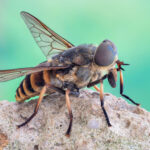 close-up of horse fly head