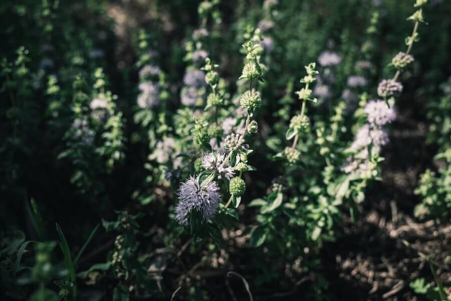 pennygold fly repellent plant