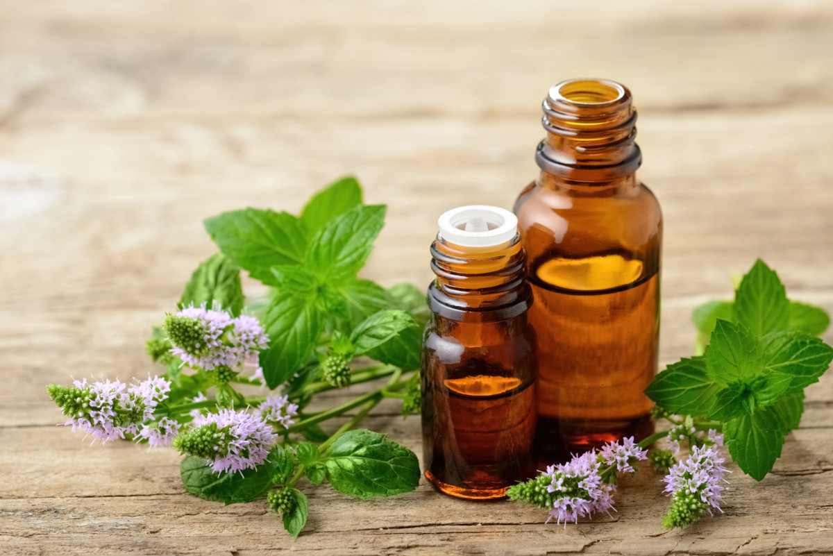 Peppermint flowers and peppermint oil are extremely attractive to bees.