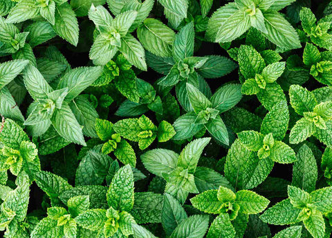 Overhead view of peppermint plants