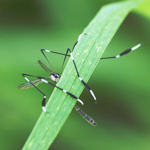 Close-Up of Phantom Crane Fly Legs