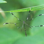 Phantom Crane Fly Resting on a Leaf
