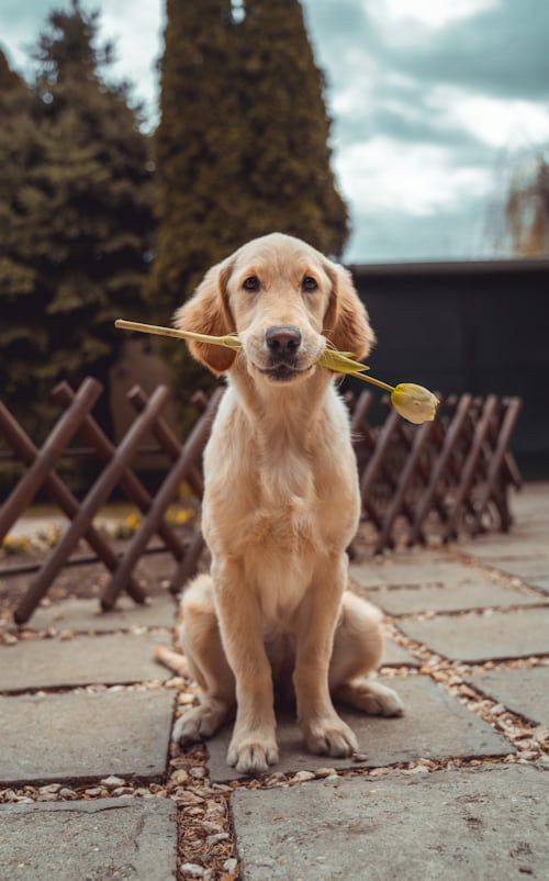 A dog playing with a ball in a park.