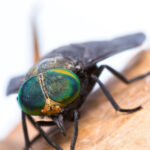 Horse Fly close-up