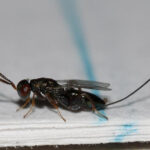 This is a Podagrion wasp, which is a beautiful emerald green with ruby red eyes. Picture credit: Edward Trammel, used under Creative Commons Liscense from Bugguide.net