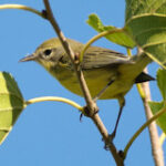 Prairie Warbler trapped in a garage