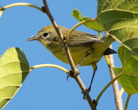 Prairie Warbler trapped in a garage