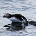 Atlantic Puffin launching from water