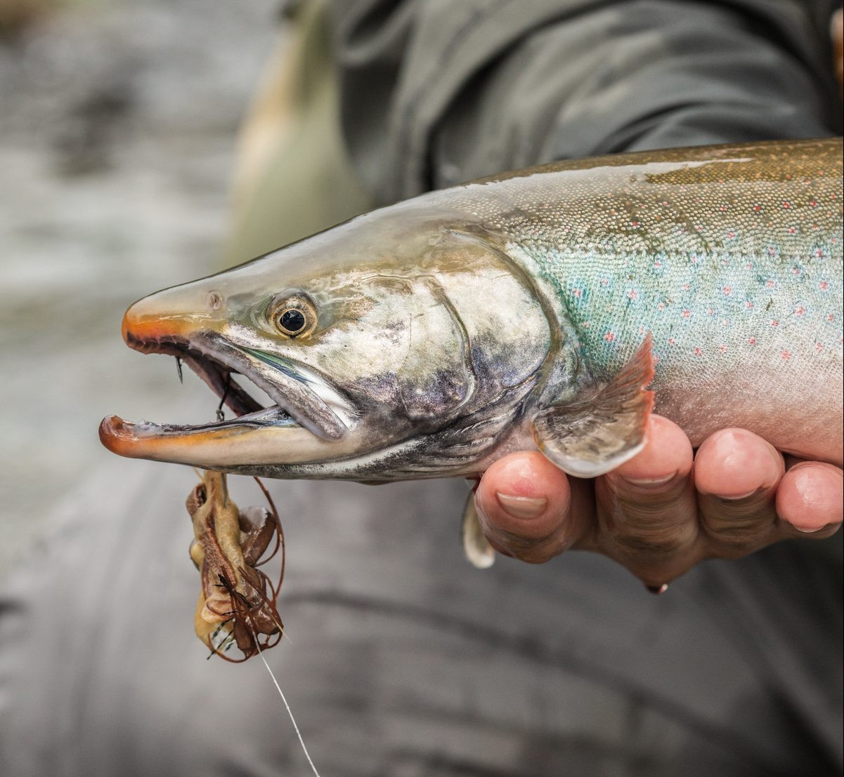 Angler catching fish on a streamer fly