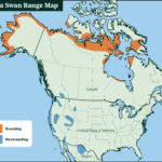 Tundra Swan range map by ABC