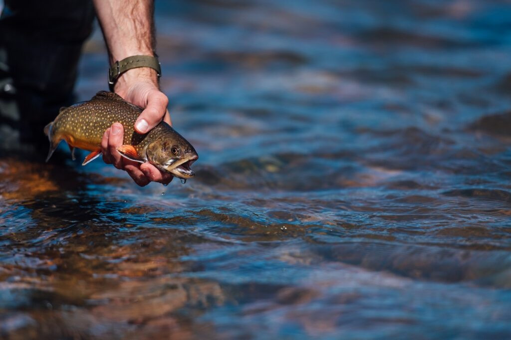 Fly fishing techniques