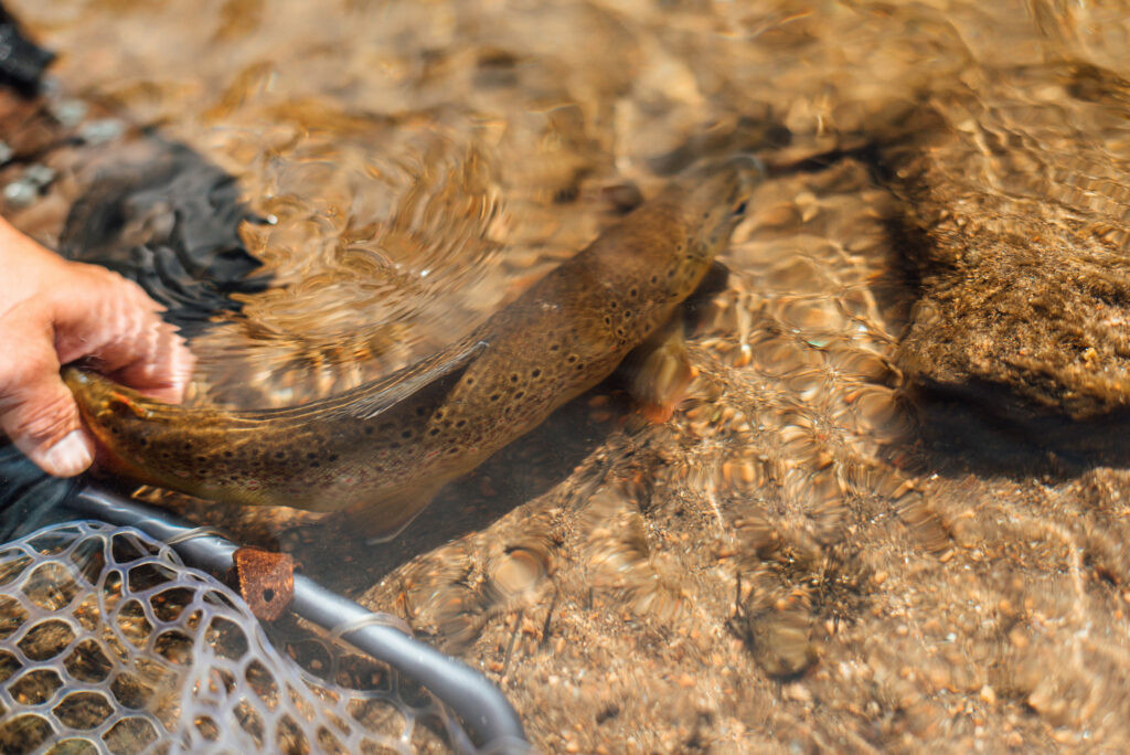 Fly fishing