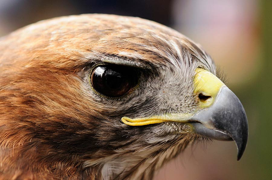 Close-up of a Red-tailed Hawk's beak, showcasing its sharp, hooked structure perfectly adapted for tearing prey.