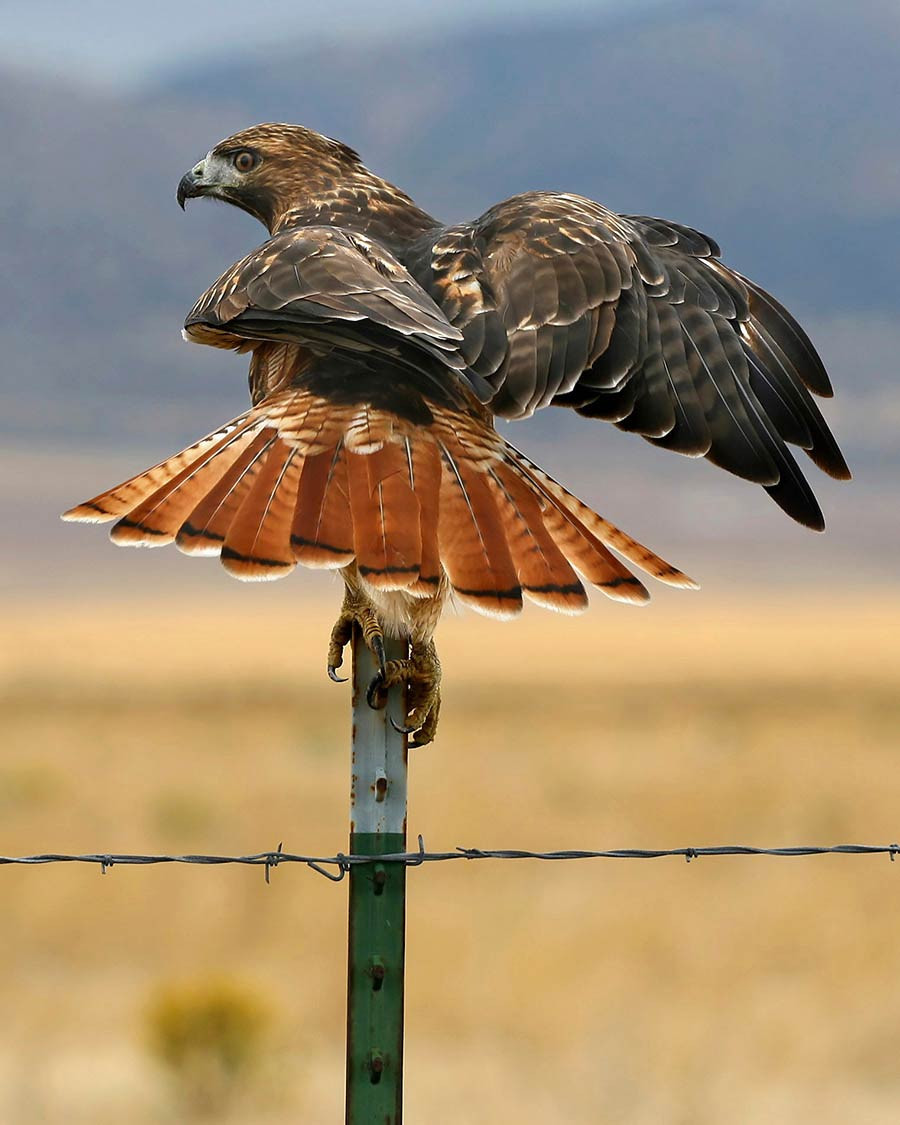Red-tailed Hawk perched on a tree branch, exhibiting its piercing gaze and sharp talons.
