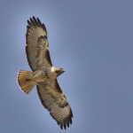 Red-tailed Hawks soaring through the sky, showcasing their impressive wingspans and powerful flight.